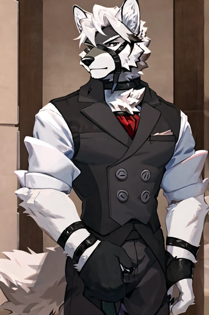 Wolf,Pure white fur,belt,Handsome,hair,Butler,choker