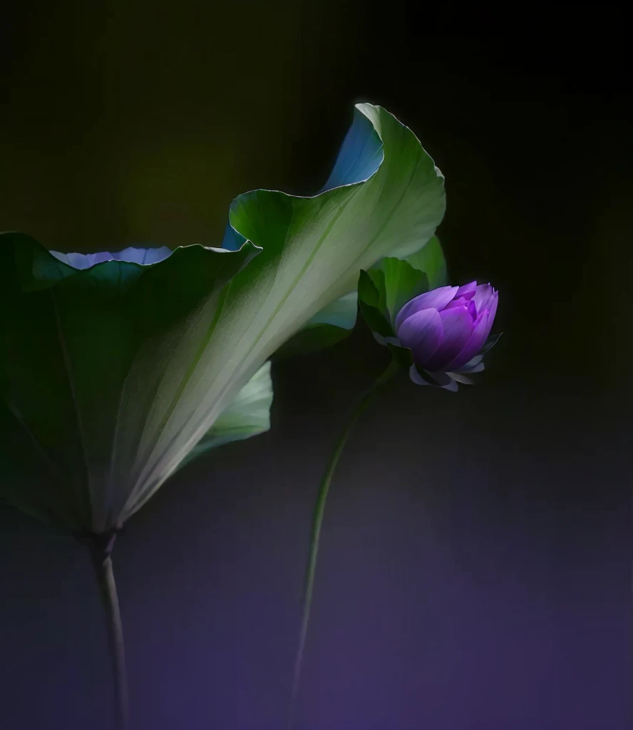 Purple flowers blooming in a dark room,The background is black, Paul Batson, lotus, Surreal Waizi Flowers, lotus瓣, Glowing delicate flowers, blue and purples and greens, purples and greens, by Xie Shichen, Green and purple, lotus, by Liang Kai, author:Shi Rui, author:Stefan Lochner, author Shang Xi