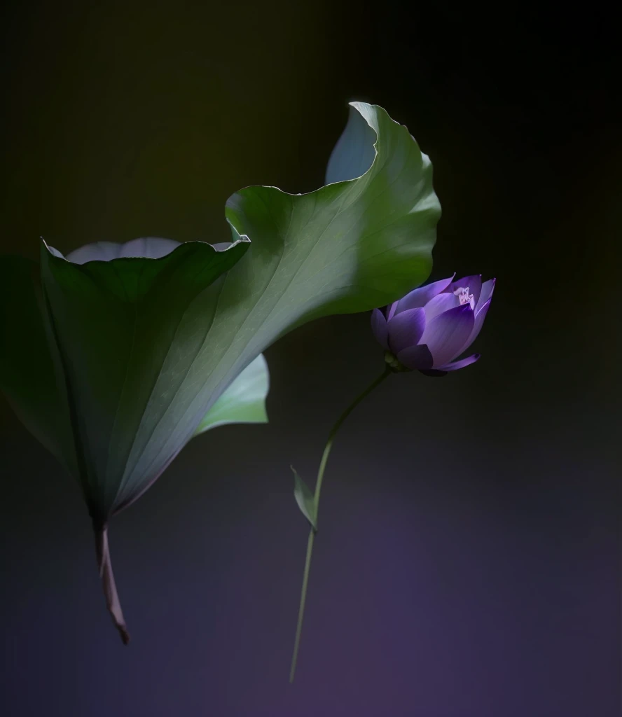 Purple flowers blooming in a dark room，The background is black, Paul Batson, lotus, Surreal Waizi Flowers, lotus瓣, Glowing delicate flowers, blue and purples and greens, purples and greens, by Xie Shichen, Green and purple, lotus, by Liang Kai, author：Shi Rui, author：Stefan Lochner, author Shang Xi