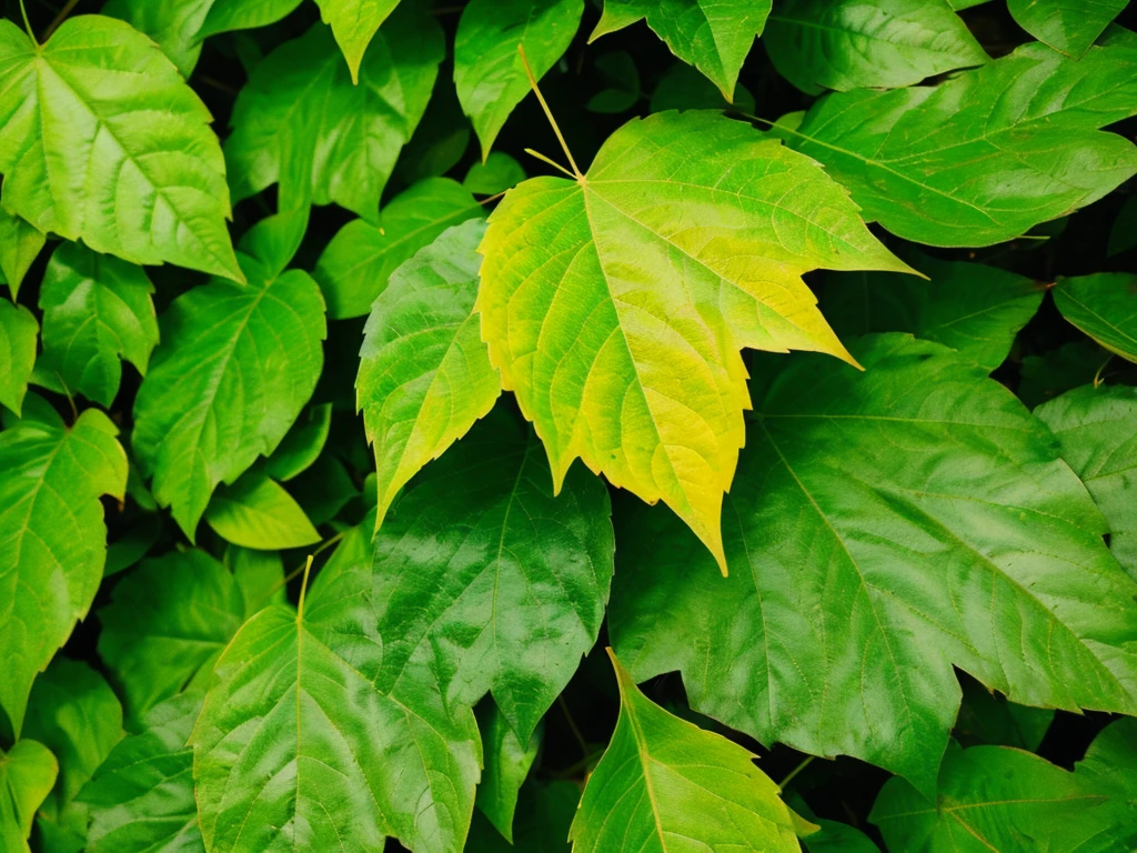 Leaf seen from above。
