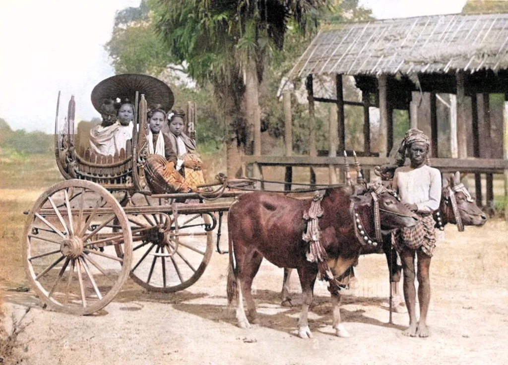 dark brown cows and lush background. wooden cart. dry ground.