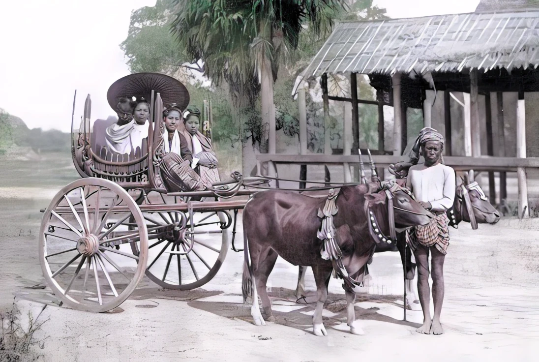 dark brown cows and lush background. wooden cart. dry ground.