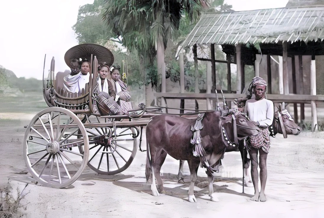 dark brown cows and lush background. wooden cart. dry ground.