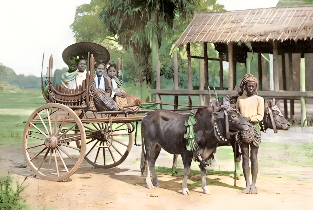 dark brown cows and lush background. wooden cart. earth ground.