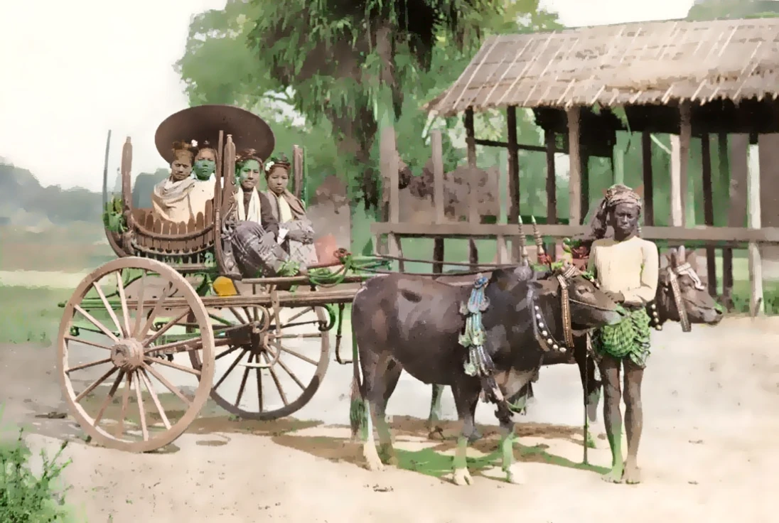 dark brown cows and lush background. wooden cart. earth ground.