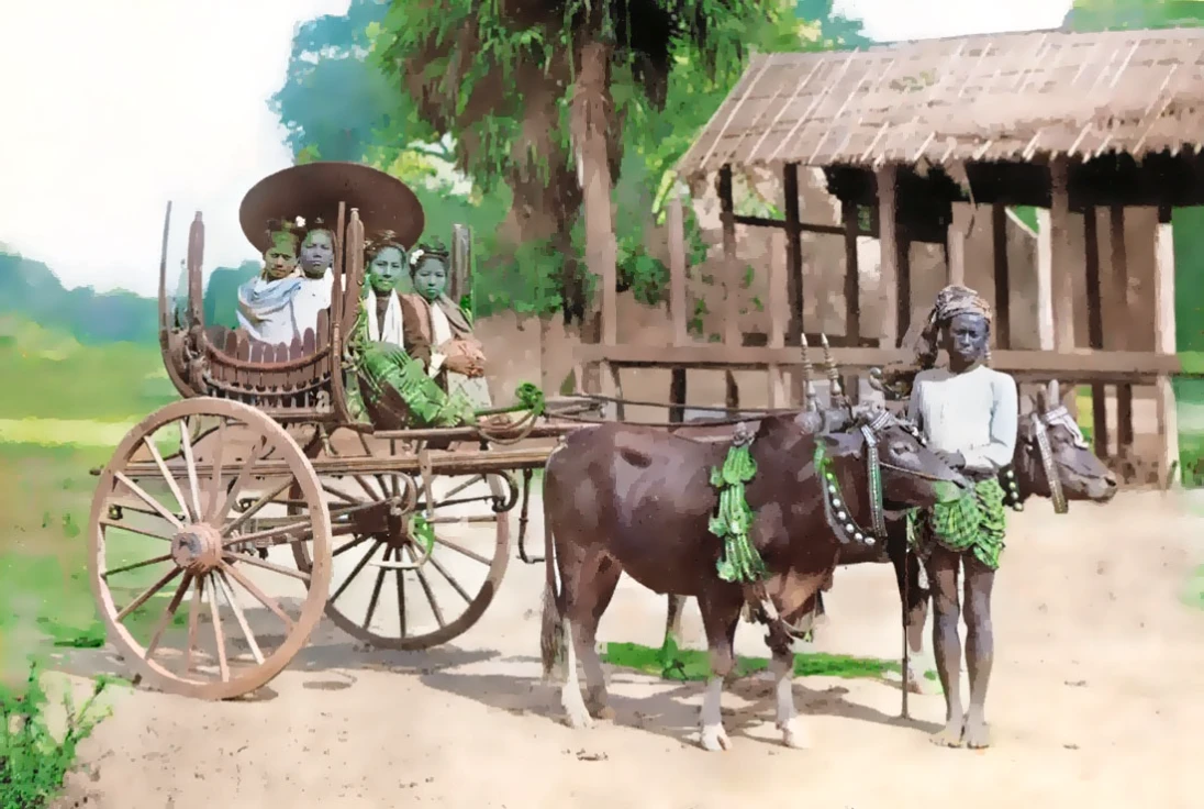 dark brown cows and lush background. wooden cart. earth ground.