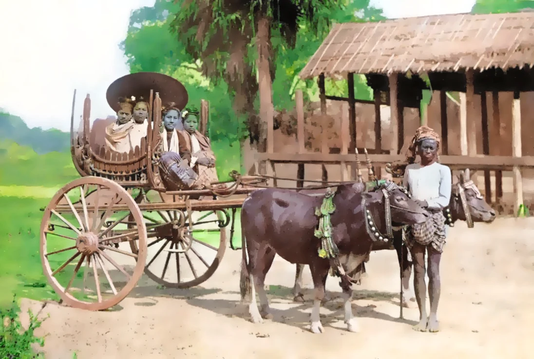 dark brown cows and lush background. wooden cart. earth ground.