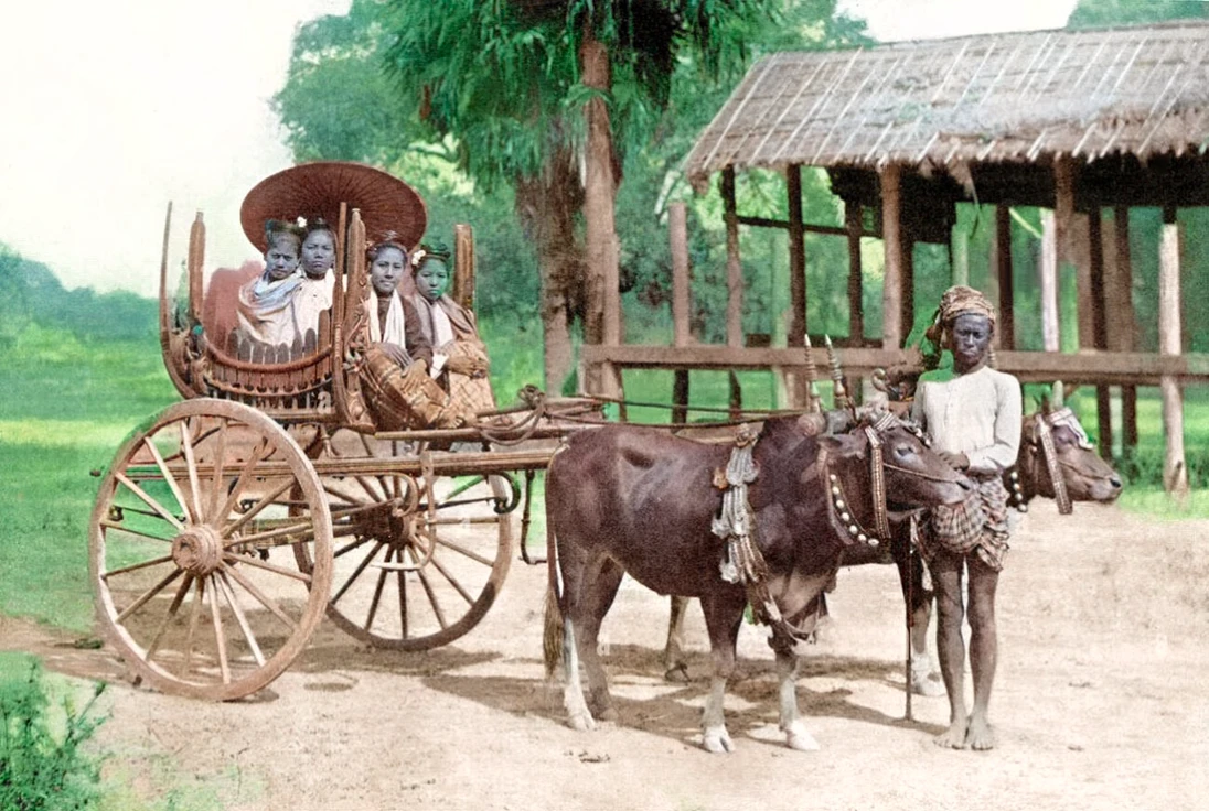 dark brown cows and lush background. wooden cart. earth ground. Sunburned skin