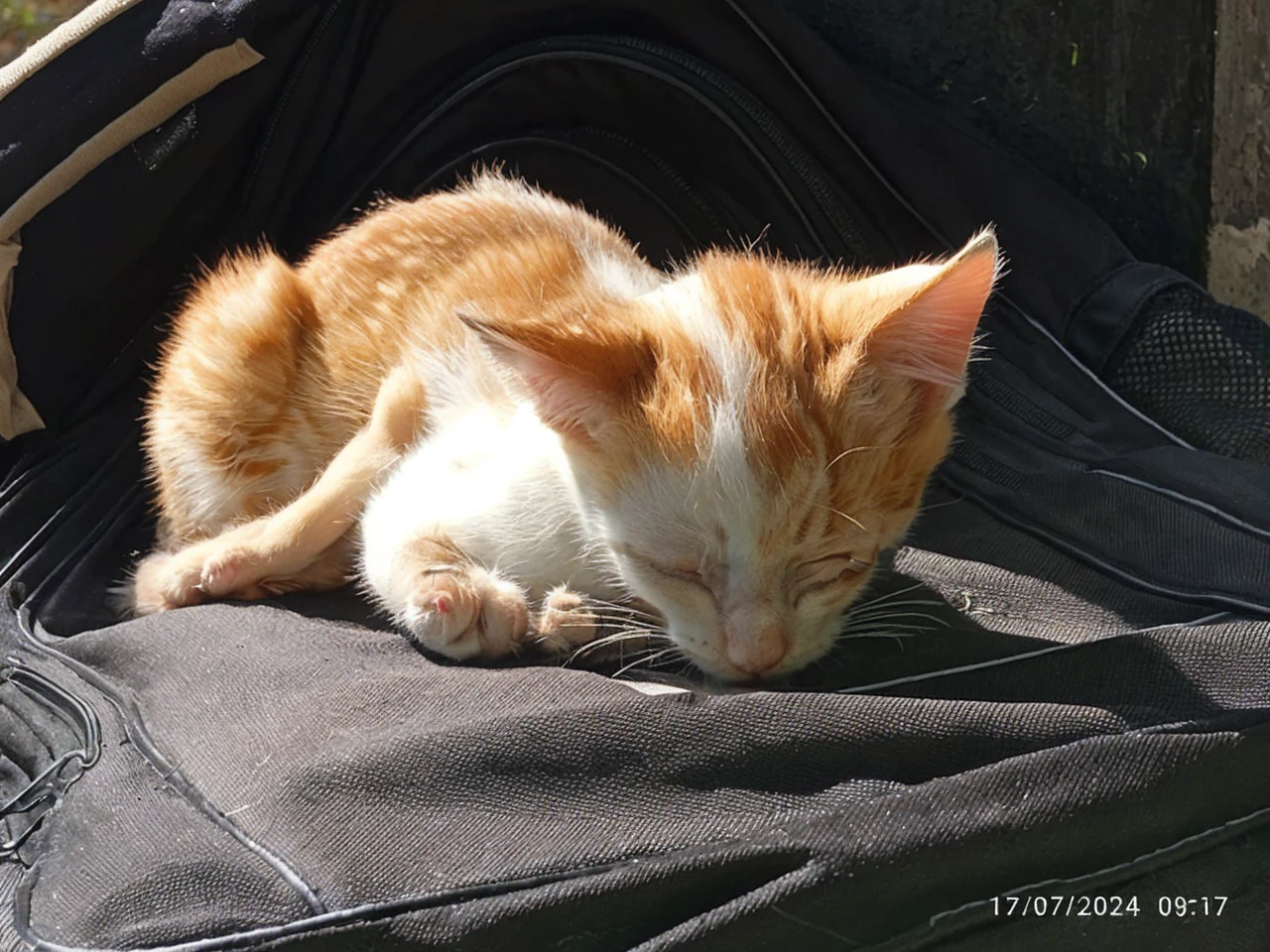 Write a short story about a white and orange kitten sleeping on a black bag under the morning sun. The kitten has just been found by a young who is on vacation in the countryside. Describe how the kitten ended up there and what happens next. Include details about the morning atmosphere, the child's feelings, and their interaction.