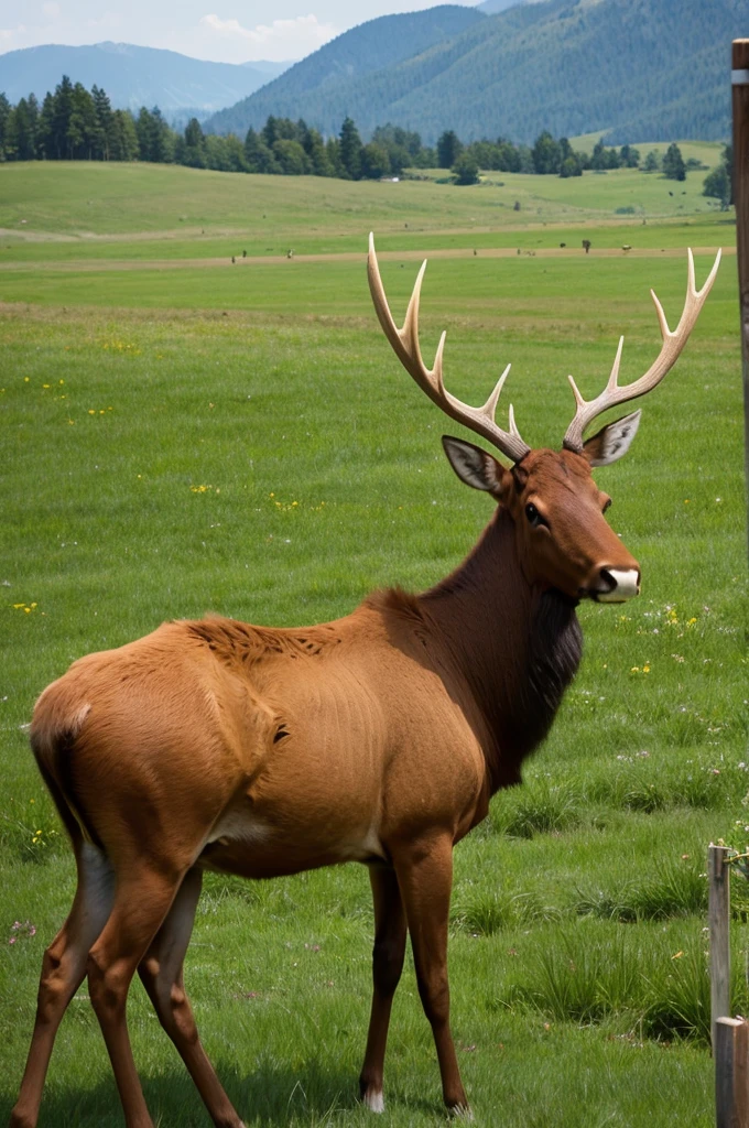 Grass-type Elk、mysterious
