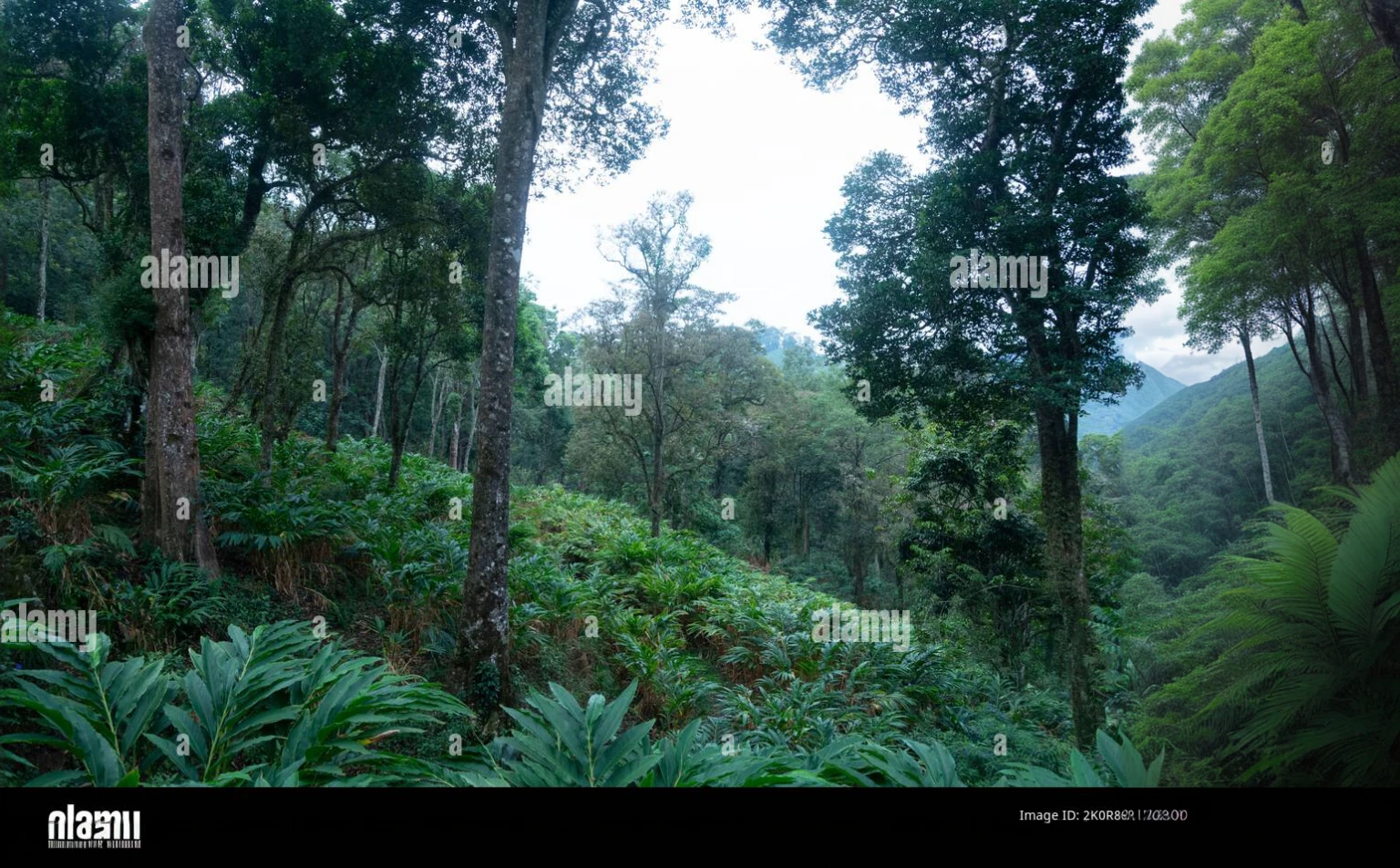 a view of a forest with tall trees and lush vegetation in the foreground, with a cloudy sky in, lush forest in background, indian forest, at lush forest background, lush forest landscape, in forest jungle, in deep jungle forest jungle, in jungle forest peak, on a jungle forest, in jungle forest, andes mountain forest, amidst of nature fully covered