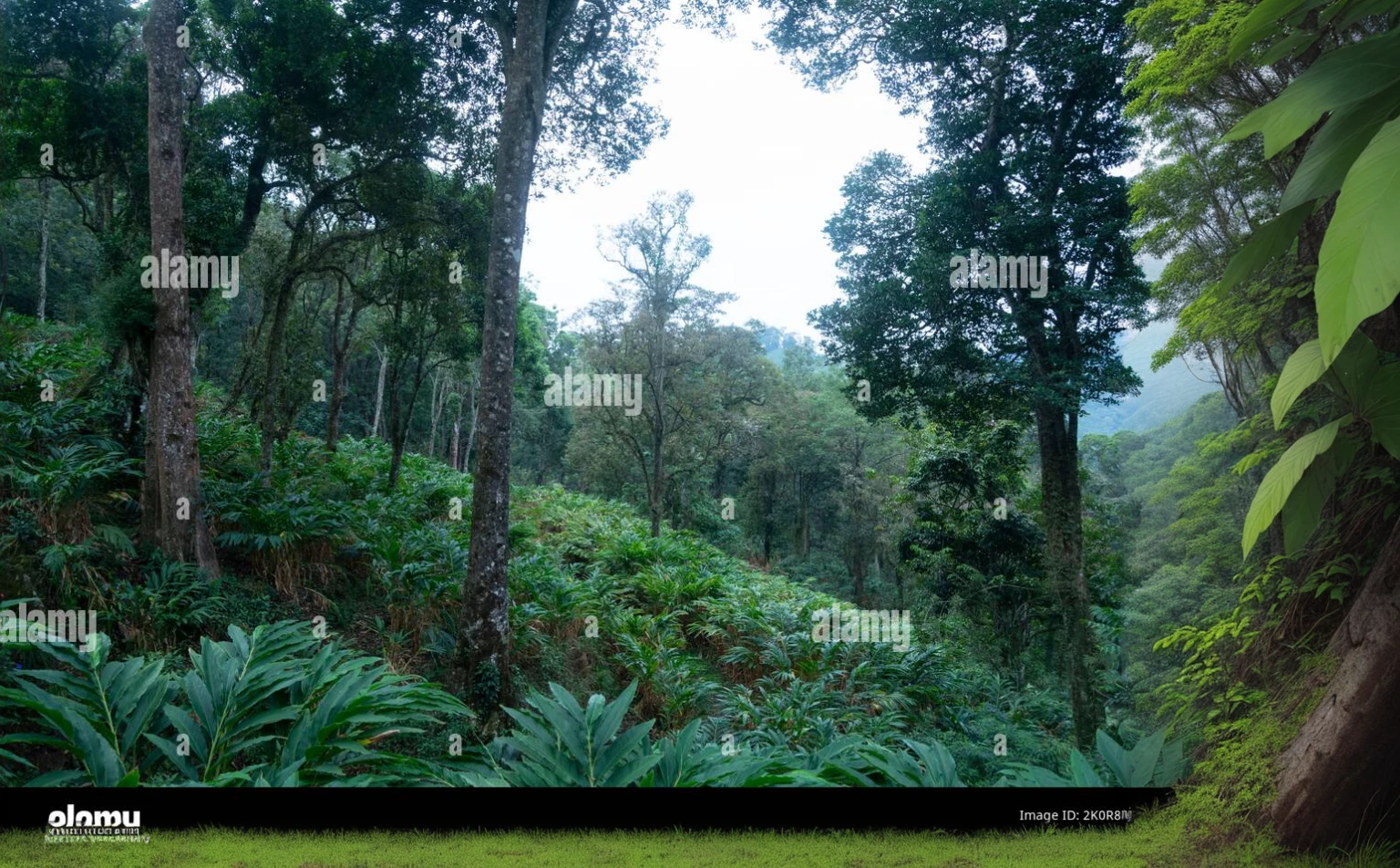 a view of a forest with tall trees and lush vegetation in the foreground, with a cloudy sky in, lush forest in background, indian forest, at lush forest background, lush forest landscape, in forest jungle, in deep jungle forest jungle, in jungle forest peak, on a jungle forest, in jungle forest, andes mountain forest, amidst of nature fully covered