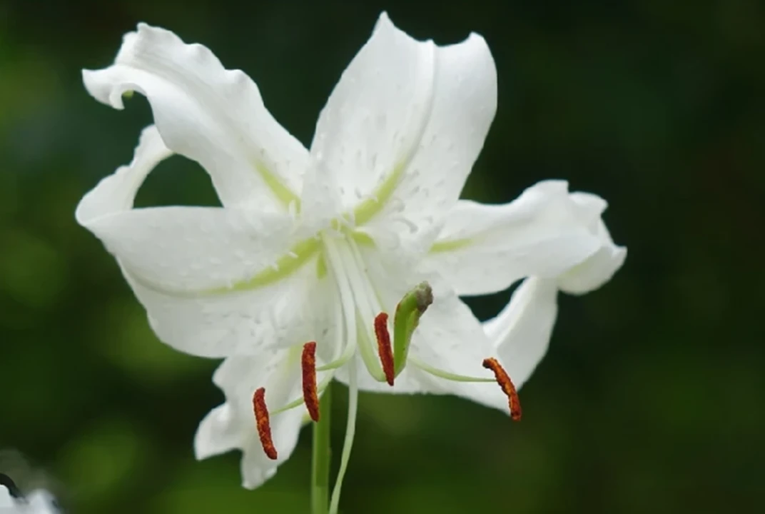 White lily　Realistic　Highest quality