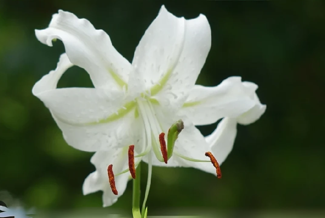 White lily Realistic Highest quality