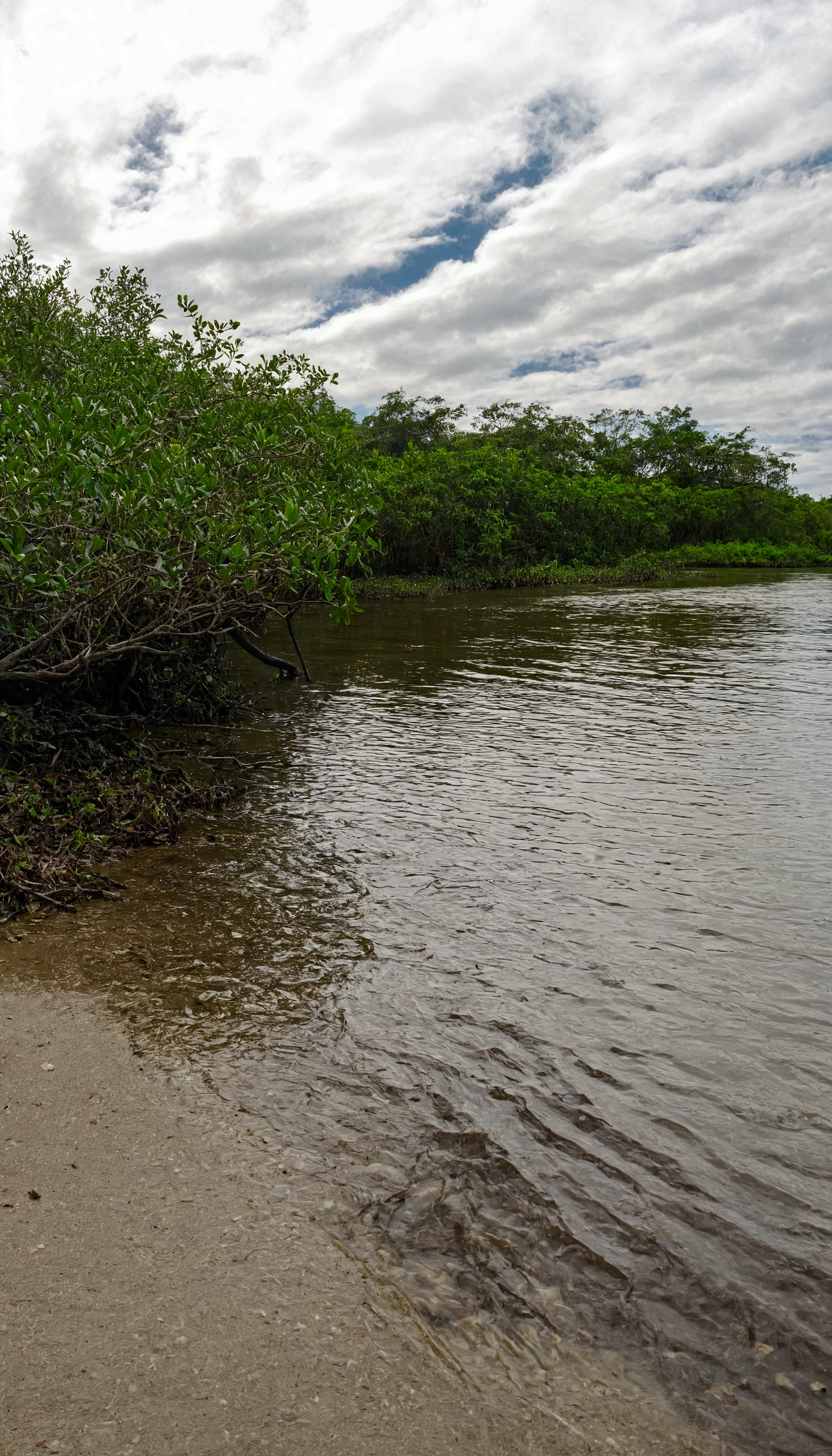 There is a boat that is sitting on the water's edge, river with low plants, mangrove trees, mangrove, snake river in the jungle, low camera angle at water level, small river on the ground, trees bent over the river, Lakeshore, close river bank, covered with aquatic plants, trees bent over the river, river on the background