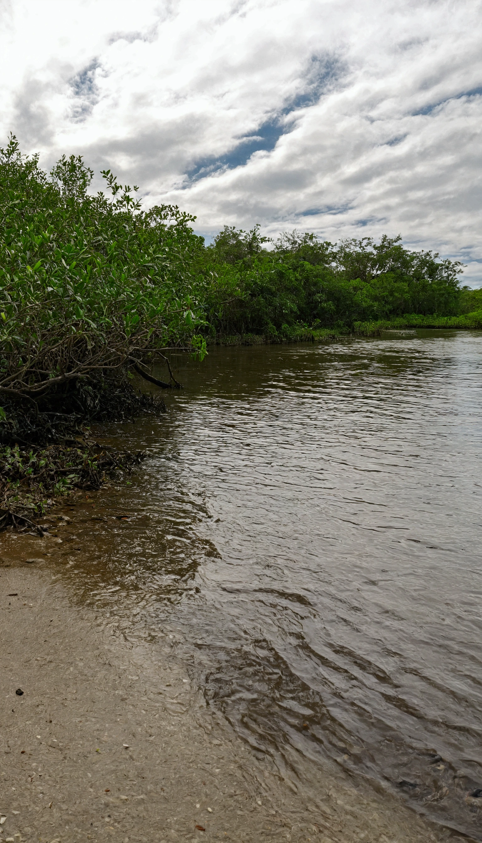 There is a boat that is sitting on the water's edge, river with low plants, mangrove trees, mangrove, snake river in the jungle, low camera angle at water level, small river on the ground, trees bent over the river, Lakeshore, close river bank, covered with aquatic plants, trees bent over the river, river on the background