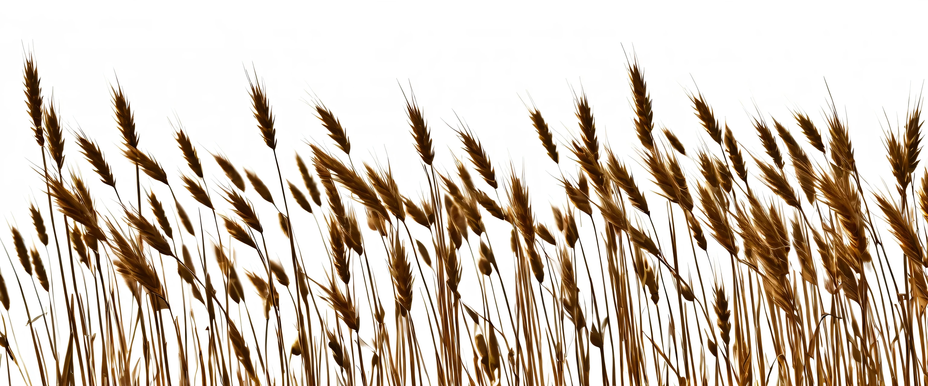 a bunch of autumn dry field grass with spikelets flutters in the wind, png file of isolated cutout object on transparent background