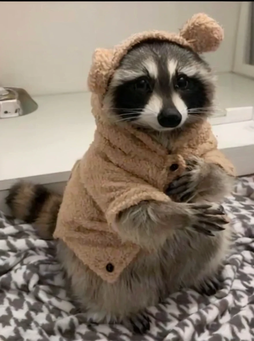 a cute raccoon wearing pajamas, detailed furry texture, adorable facial expression, wide eyes, small nose, cuddly pose, soft warm lighting, pastel colors, whimsical, magical, (best quality,4k,8k,highres,masterpiece:1.2),ultra-detailed,(realistic,photorealistic,photo-realistic:1.37)