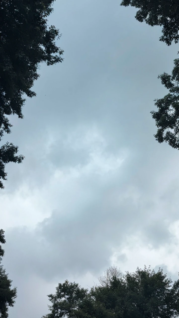 More trees