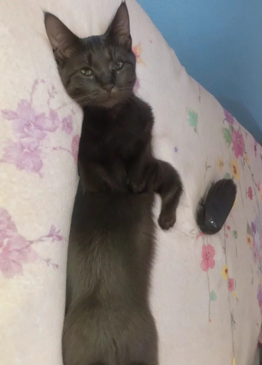 Yellow eye black cat 