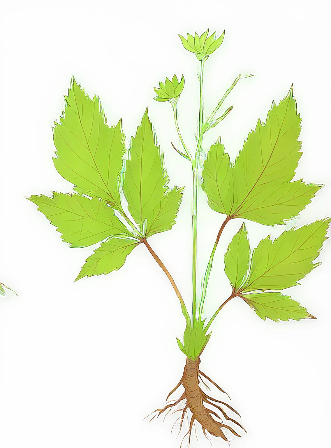 Illustration of an isolated nettle plant with leaves and roots, vector illustration, white background, high resolution. The illustration is in the style of an isolated nettle plant with leaves and roots against a white background.