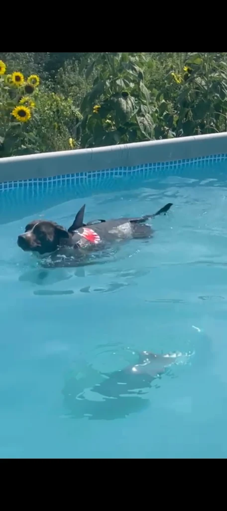 shark