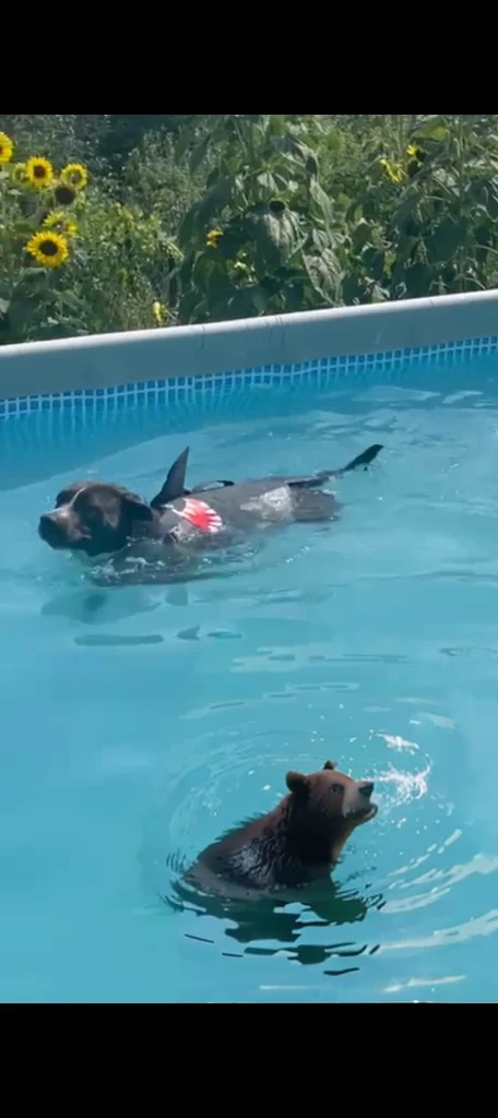 bear swimming