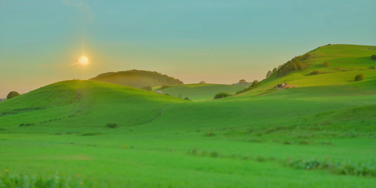 field, sunset, nature