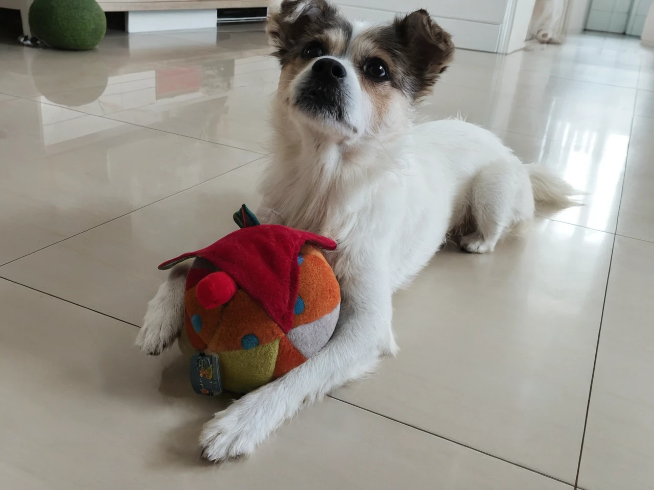 There is a little dog lying down with a toy, Shui Mohua, Cute Toys, Shot with Sony A7R camera, Have the ball, stuffed toy, Shot on Sony Alpha 9, Taken on iPhone 10, he is very happy, With apple, Taken with a Sony A3 camera, ah, He has a treasure