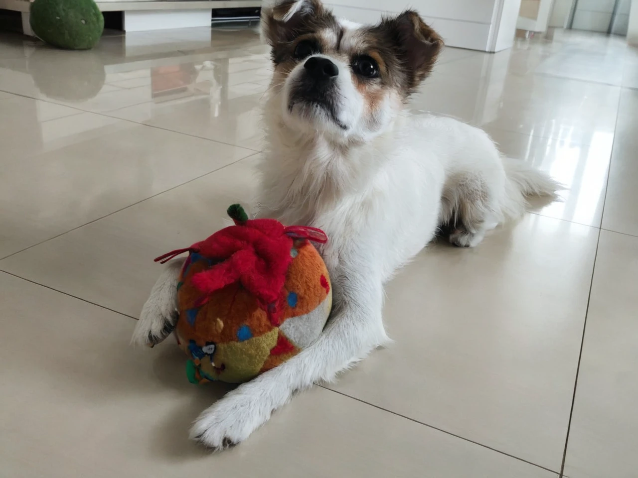 There is a little dog lying down with a toy, Shui Mohua, Cute Toys, Shot with Sony A7R camera, Have the ball, stuffed toy, Shot on Sony Alpha 9, Taken on iPhone 10, he is very happy, With apple, Taken with a Sony A3 camera, ah, He has a treasure