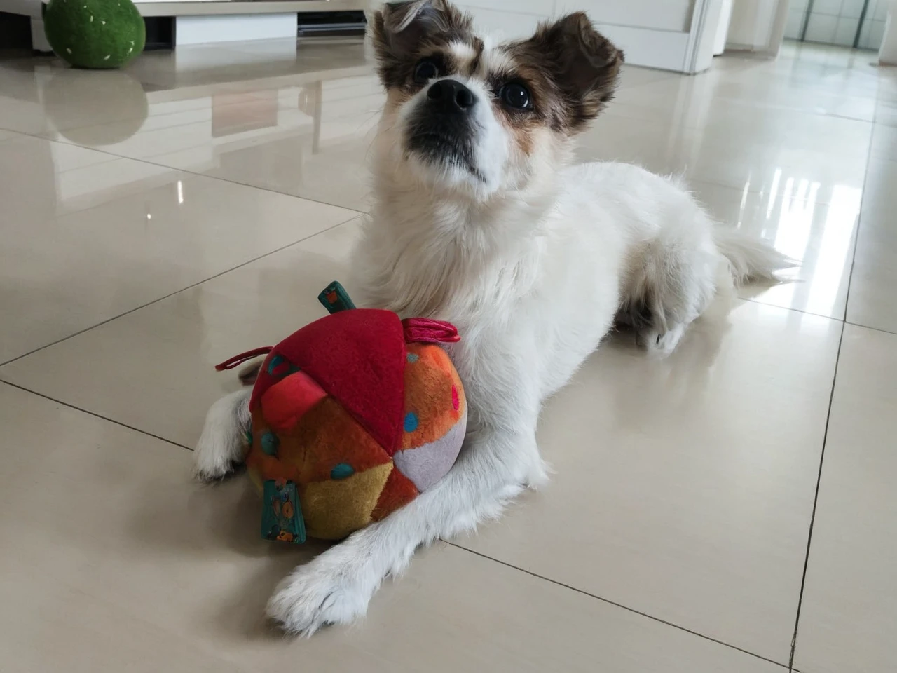 There is a little dog lying down with a toy, Shui Mohua, Cute Toys, Shot with Sony A7R camera, Have the ball, stuffed toy, Shot on Sony Alpha 9, Taken on iPhone 10, he is very happy, With apple, Taken with a Sony A3 camera, ah, He has a treasure