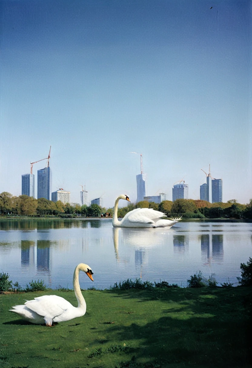 A giant giant white swan in a lake, beautiful landscape. in the background a city, centralized, cinematic.