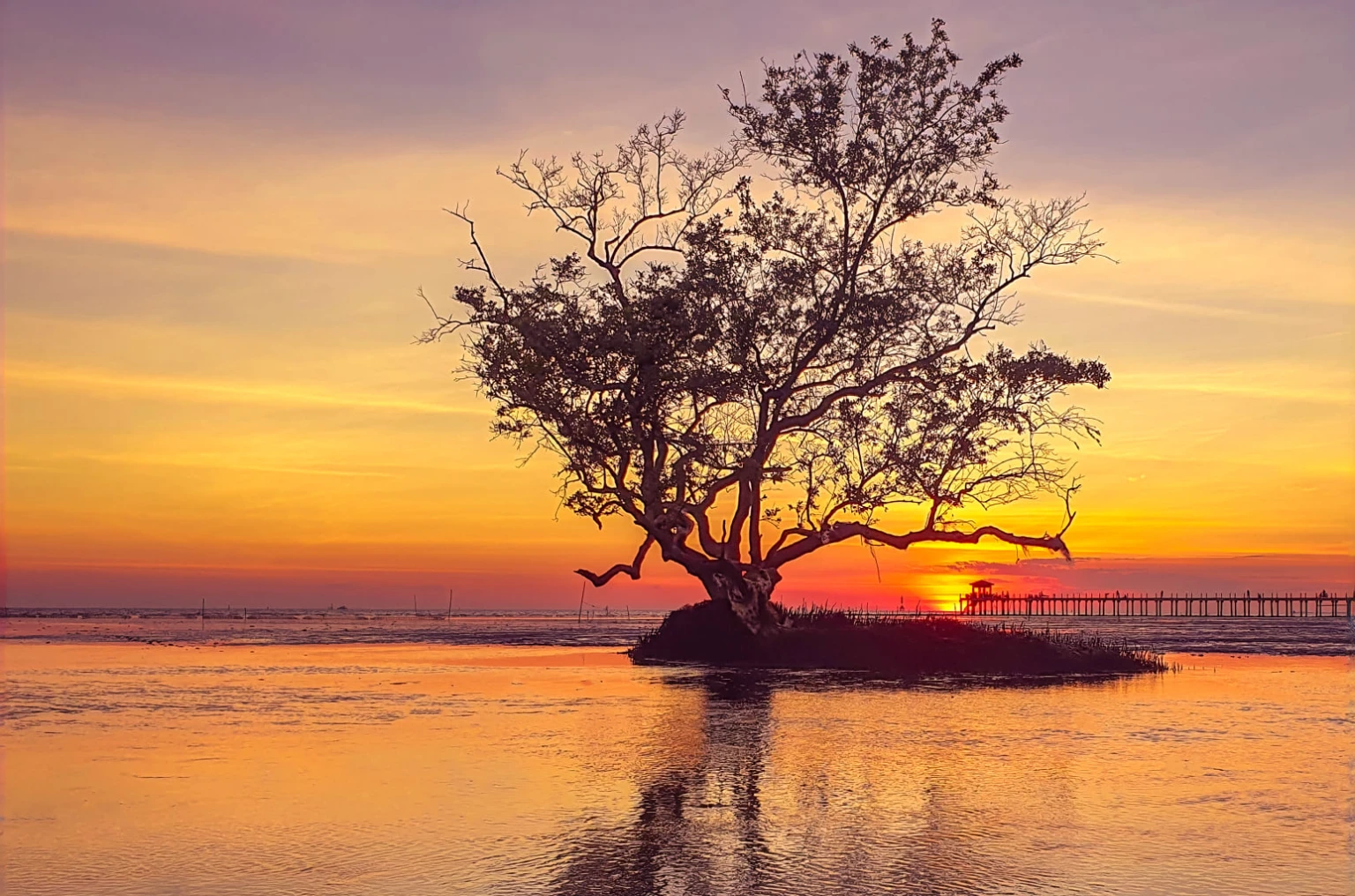 Arafed tree on the beach with dock in the background, The trees are on top of the calm sea., Very beautiful images., Beautiful sunset, lone tree, Beautiful sunrise, Bodhi tree at sunset, The most Beautiful sunsets, Mystical setting, early morning sunrise, during sunset, Sunset light, Beautiful Sunset light, Sunset light, At a Beautiful sunset.