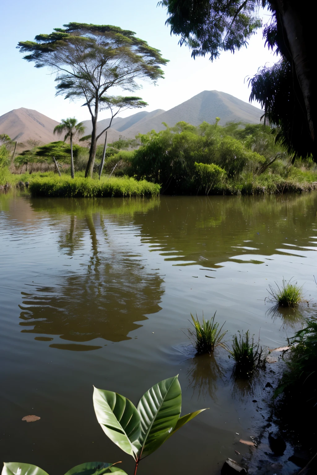 image of the swamps of Villa Maria de Chimbote but showing its sharp square margin flora
