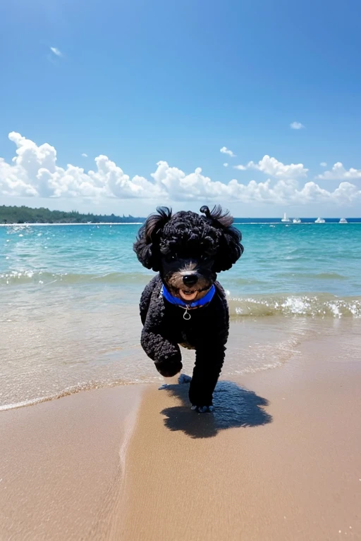 Fluffy black toy poodle、Sunny Beach、Running towards me from the other side