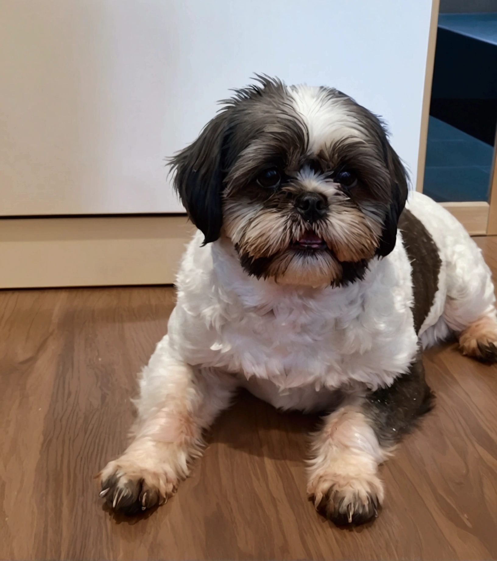 Shih Tzu toca