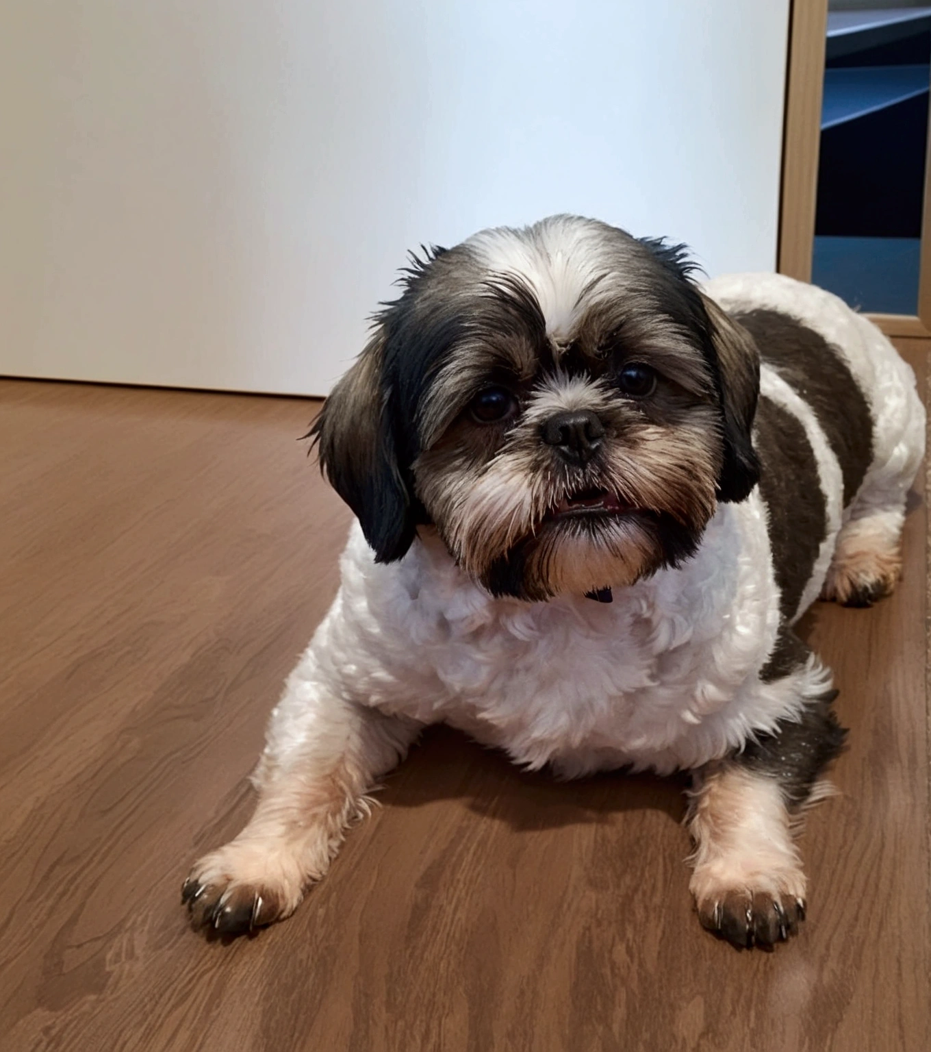 Shih Tzu toca  