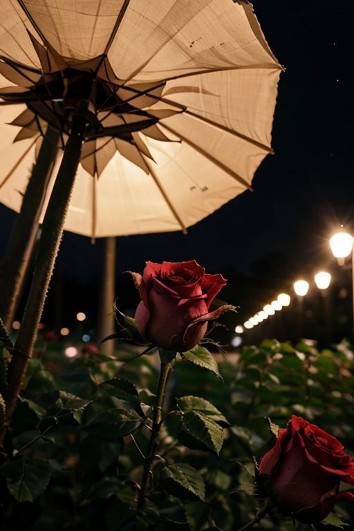 Roses in the night