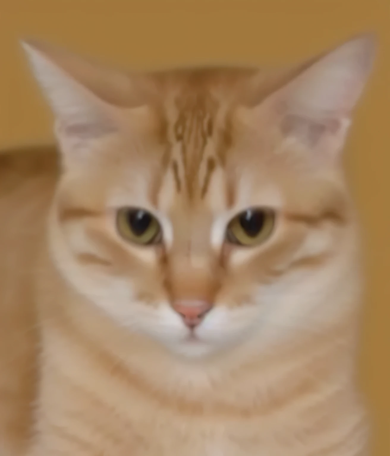 a very cute cat, she is very happy, her look is very happy and bright, she is smiling, the image is very detailed