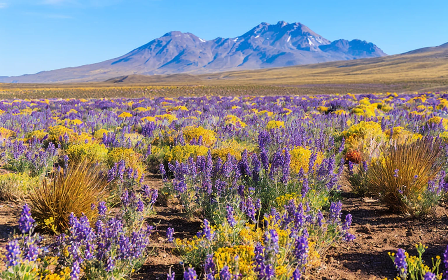 Create a variation of the image by changing the purple colors to red and moving some flowers around