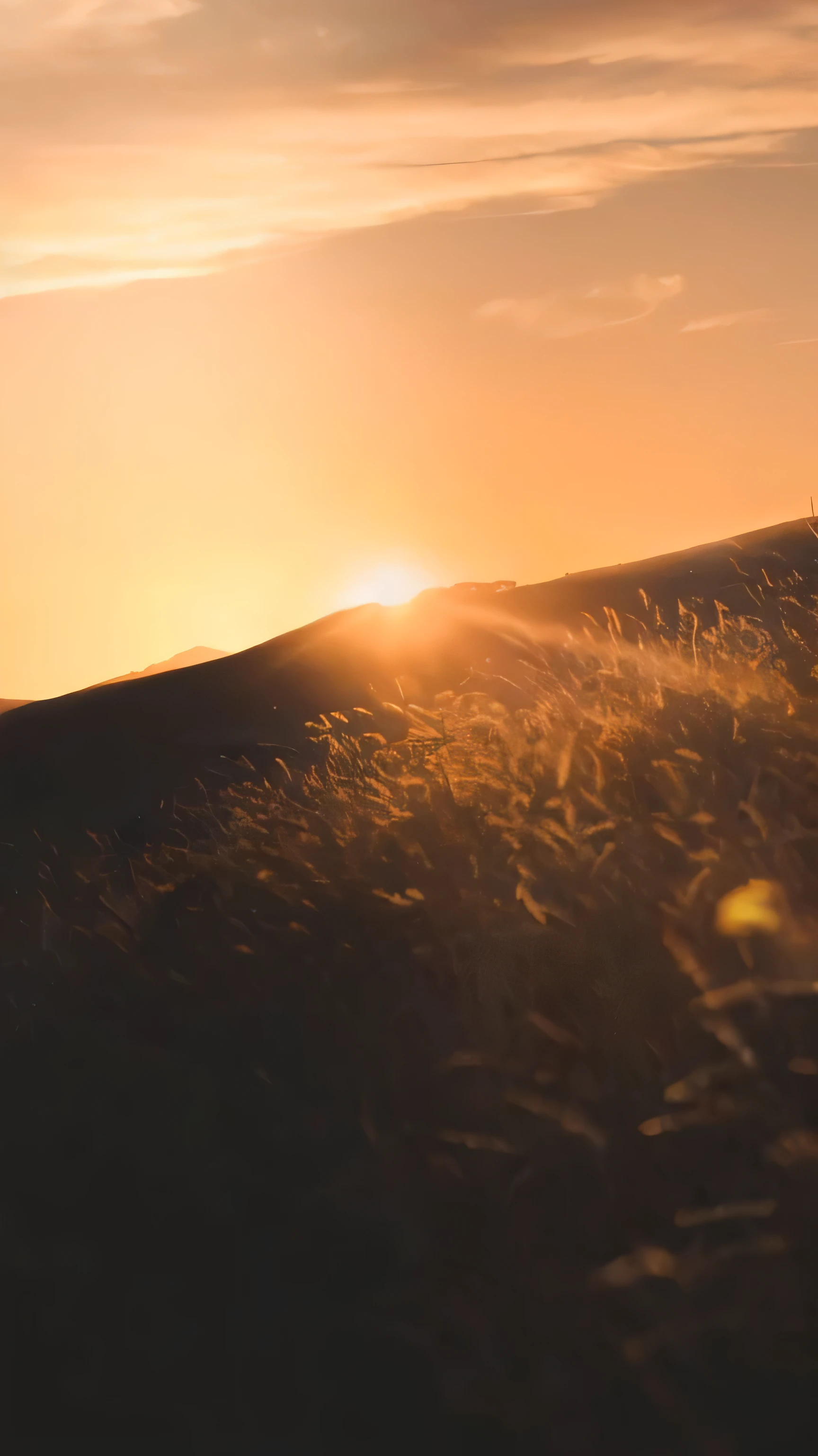 araffes walking through a field at sunset with the sun setting, golden hour photography, in the golden hour, golden hour sunlight, golden hour time, at the golden hour, sunset in a valley, backlit golden hour, golden hour closeup photo, soft golden light, golden hour 4k, at golden hour, sunset at golden hour, golden hour lighing