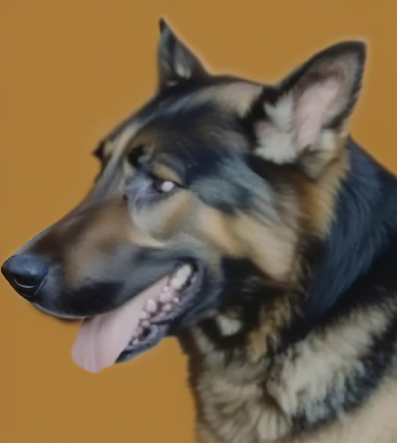 a beautiful german shepherd dog