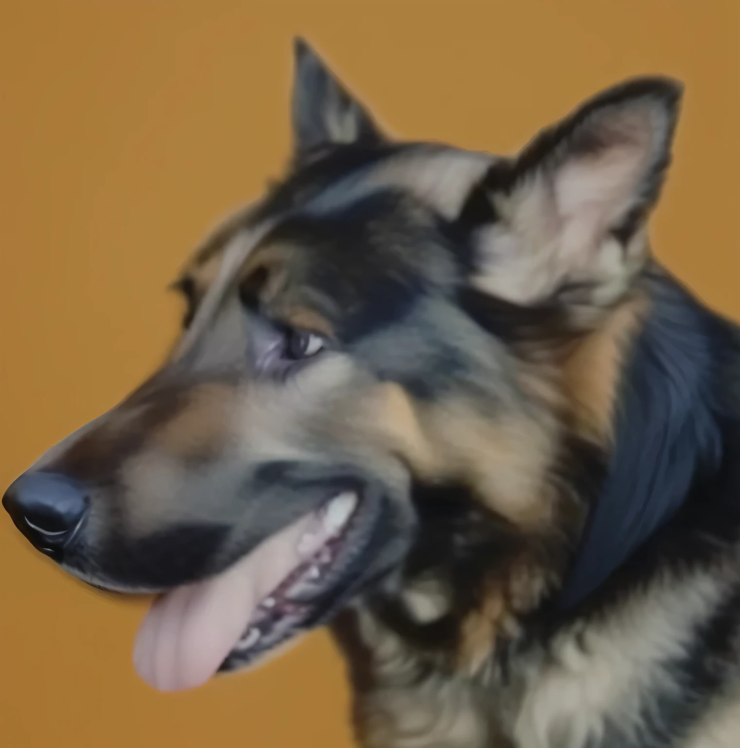 a very cute dog, she is very happy, her look is very happy and bright, she is smiling, the image is very detailed