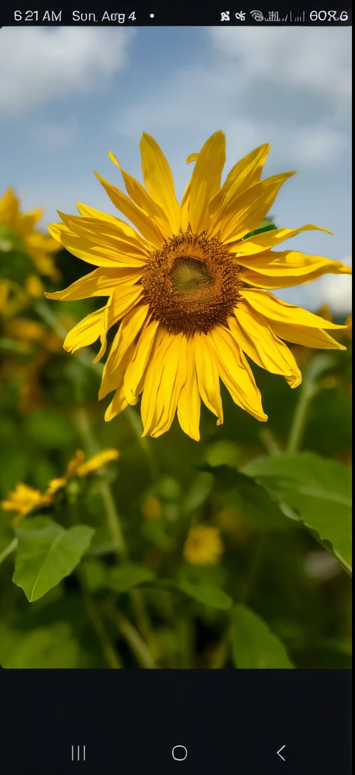 Sunflower with butterfly, shiny sun