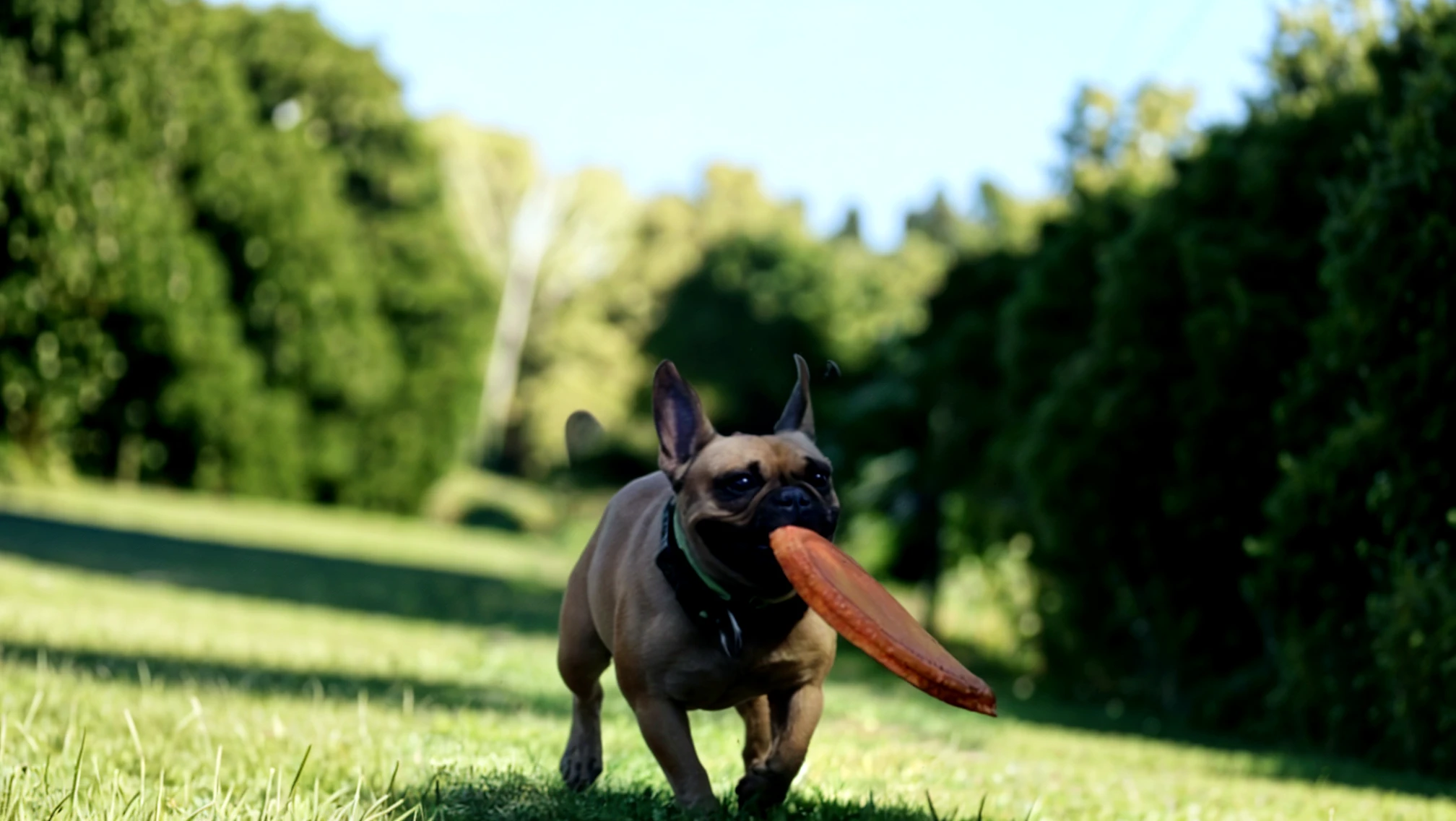 (raw, cinematic:1.2, realistic, tailless, detailed fur:1.3, fluffy:1.3, furry:1.3, feral), zPDXL2, (solo), male, ((((dog)))), backlightning, cute, (((rear view:1.2))), standing on all fours, park, ((((hyper, equine penis, erection, pink penis, pink balls, veiny penis, huge penis, huge balls, excessive cum, anal feces)))), ((((hyper anal feces, large insertion))))