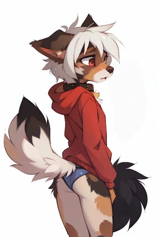 (((White background, no background))), High quality, 8K, by kenket, by swaybat, by reysi, by Zackary911, by hyattlen, by teranen, by fumiko, by Pixelsketcher, by Bayard Wu, by Einshelm, by Kilinah, by Hioshiru, by fluff-kevlar, by Dimwitdog, Furry, Anthro, solo, ((australian shepard)), ((female)), ((young)), fluffy tail, ((slender)), ((short white hair)), chest fluff, short, small breasts, blue full back panties, red oversized long hoodie, collar, embarassed, squinting, behind, backside, rear
