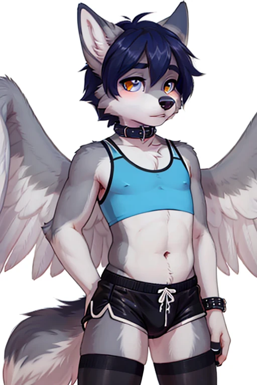 femboy, wolf boy, gym short shorts, blue crop top, flat chested, black thigh highs, tight collar, grey fur, white feathered wings,