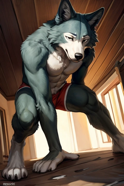 Solo, Furry, Anthro, Gray Wolf, legoshi, beastars, Male, E621, crawling , Wearing Bikini, Wearing Boxer Shorts, Muscular Body, Front view, Hands behind back, Simple image background, by bebebebebe, by foxovh, by chelodoy, by butterchalk,verry low angle , Feet_focus, XL feet, erection under clothes, in house cramped, cracks in the floor, collapsed room, collapsed ceiling crawling