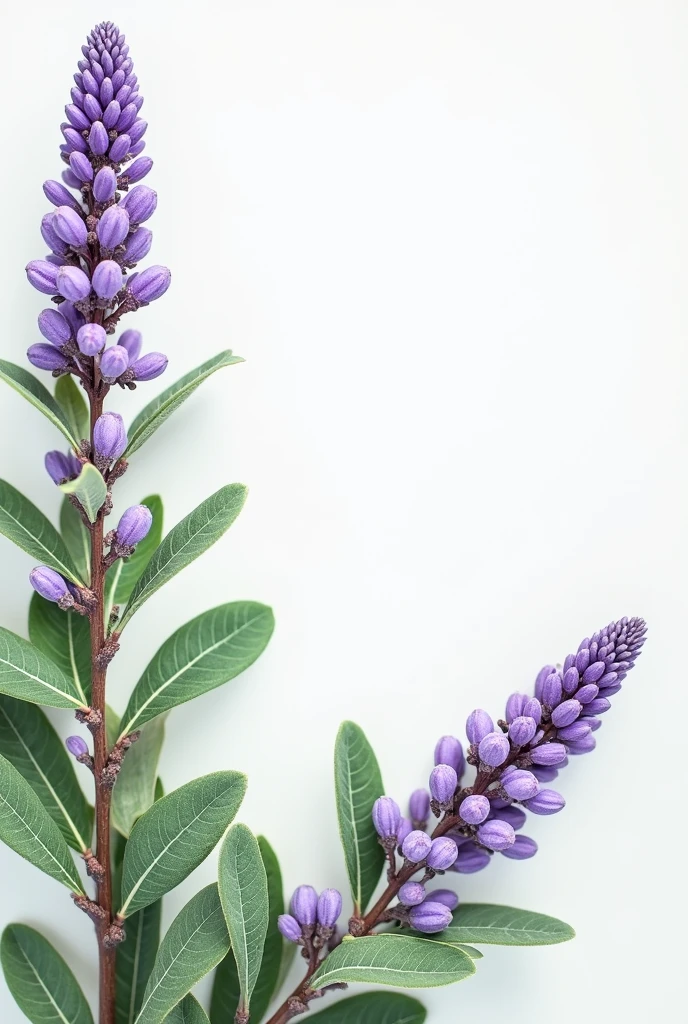 Backgroundless image with twigs with purple chotecitos and green sage leaves