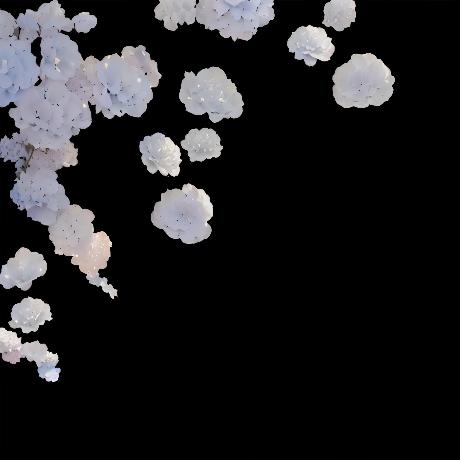 hydrangea,hydrangeaHydrangea,,Dense petals,有一张black background上有白花,Hydrangea,black background,
